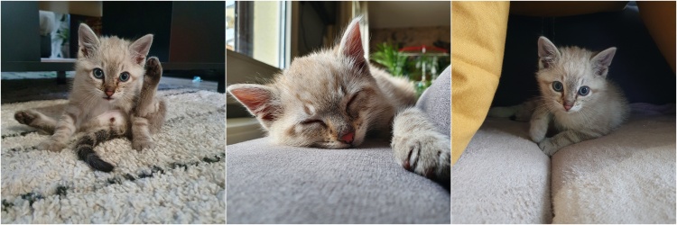 chaton spyro www.makemyutopia.com